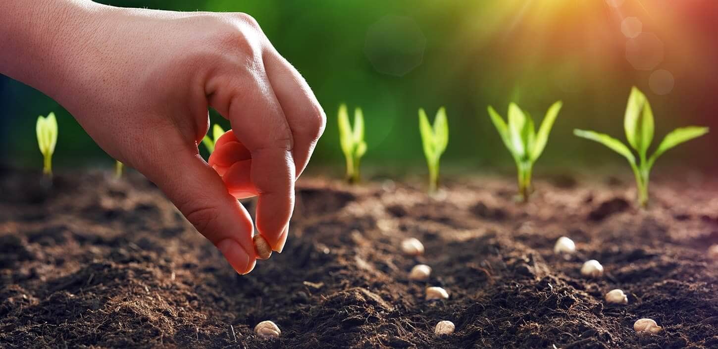 Investing in learning is like growing a seed